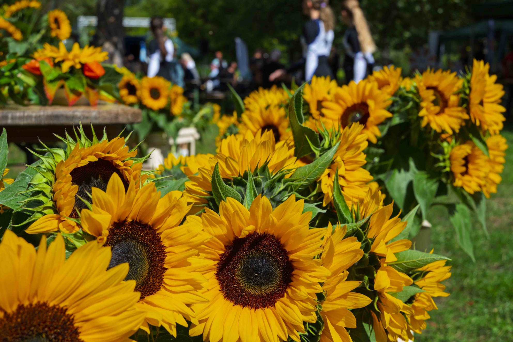 Sonnenblumenfest in Zwickau 2026